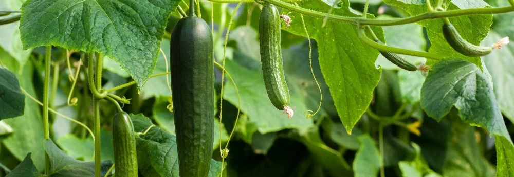 Grüne Gurken wachsen an einer Pflanze.
